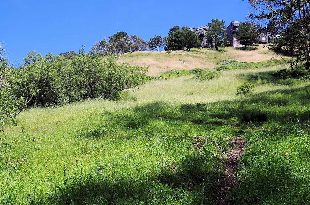 Sunny grassy hillside with a dirt trail and trees in Glen Canyon Park, San Francisco